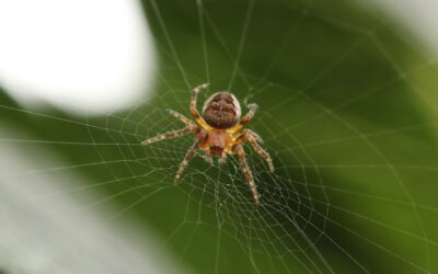 My Spider Friend