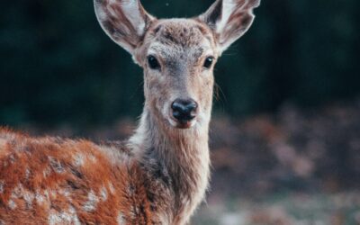 Oh Deer