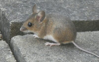 Mouse Power