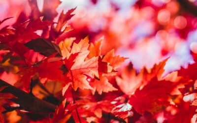 Autumn Thoughts